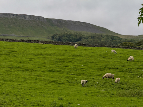 View of sheep grazing in a lush green pasture with a traditional dry stone wall and rolling hills under a cloudy sky Hawes England United Kingdom. View of sheep grazing in a lush green pasture with a traditional dry stone wall and rolling hills under a cloudy sky Hawes England United Kingdom.