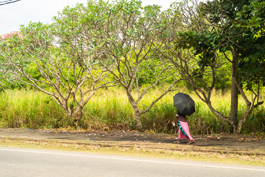 Sri Lanka 03 February 2026 View of a woman walking with a black umbrella along a roadside lined with lush green trees and tall grass.