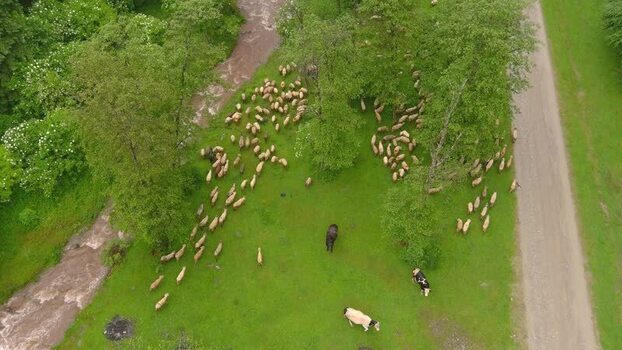 Aerial view of sheep and cows grazing in a meadow Romania. Aerial view of sheep and cows grazing in a meadow Romania.