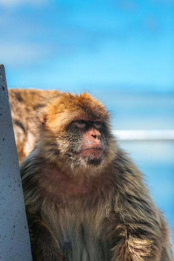 View of a Barbary macaque with brown fur sits against a blurred blue and white backdrop on a sunny day Gibraltar Gibraltar. View of a Barbary macaque with brown fur sits against a blurred blue and white backdrop on a sunny day Gibraltar Gibraltar.