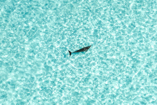 Aerial view of a single dolphin swimming through crystal clear turquoise water with shimmering sun reflections Vashafaru Haa Alif Atoll Maldives. Aerial view of a single dolphin swimming through crystal clear turquoise water with shimmering sun reflections Vashafaru Haa Alif Atoll Maldives.