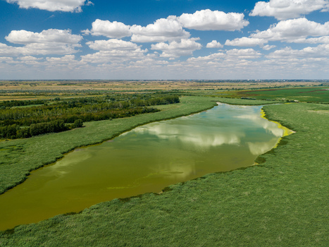 Aerial view of the lush green wetlands and reeds of the Carska Bara nature reserve near Belo Blato Vojvodina Serbia.