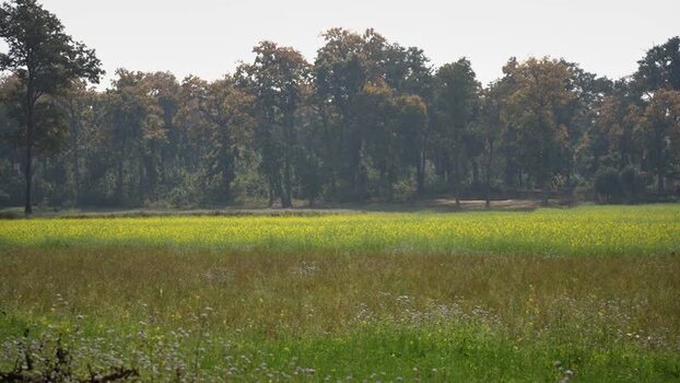 View of a blooming yellow flower field and dense forest Nepal.