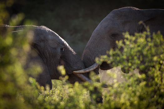 View of two African elephants interacting with their trunks and tusks amidst green foliage in South Africa.
