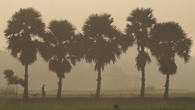 View of palm trees silhouetted against a hazy morning sky Bangladesh.