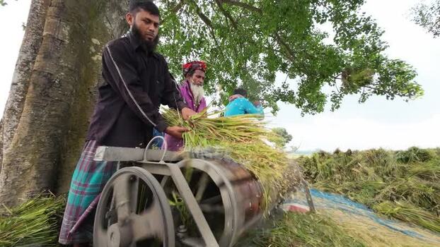 View of farmers threshing rice with a machine in Bogura Bangladesh.