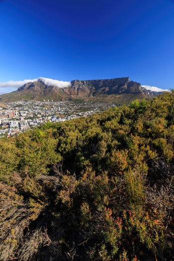 View of Table Mountain stands majestically above a sprawling city with lush greenery in the foreground under a bright blue sky Cape Town Western Cape South Africa.
