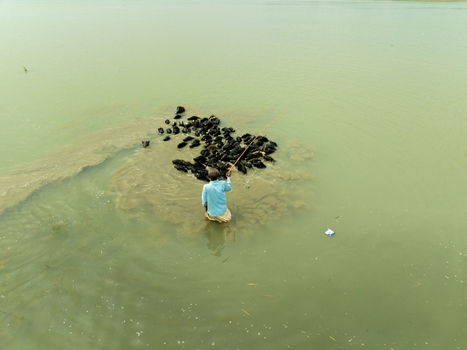 Aerial view of a man herding a large flock of black ducks in shallow murky water using a long wooden stick Bogura Rajshahi Division Bangladesh. Aerial view of a man herding a large flock of black ducks in shallow murky water using a long wooden stick Bogura Rajshahi Division Bangladesh.