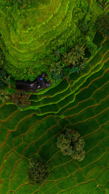 Aerial view of lush green terraced rice paddies and tropical vegetation surrounding a small rural building in Cotigao Wildlife Sanctuary Cotigao Goa India.