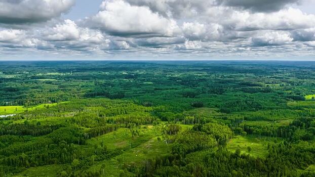 Aerial view of dense green forests in Latvia. Aerial view of dense green forests in Latvia.