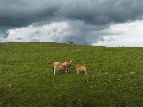 Aerial view of auburn cows mom and baby graze in a field of vibrant green under a stormy sky Nasbinals Occitanie France. Aerial view of auburn cows mom and baby graze in a field of vibrant green under a stormy sky Nasbinals Occitanie France.