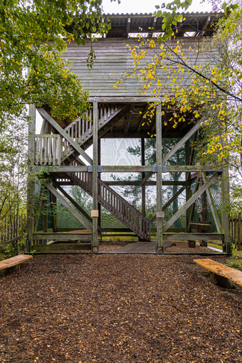 View of the wooden observation tower at Tiste Bauernmoor surrounded by autumn trees and wooden benches in Tiste Niedersachsen Germany.
