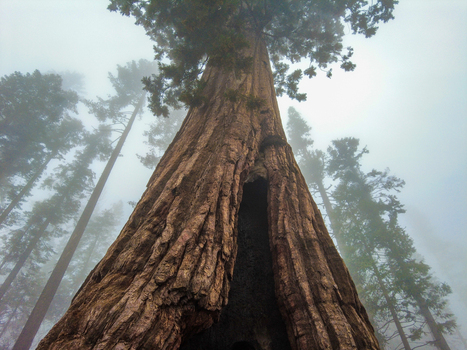 View of a massive giant sequoia tree with a large hollow in its trunk reaching towards the sky in the foggy Yosemite National Park California United States. View of a massive giant sequoia tree with a large hollow in its trunk reaching towards the sky in the foggy Yosemite National Park California United States.