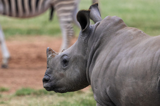 View of a young rhinoceros in profile with a zebra grazing in the background at Welgevonden Game Reserve in the Waterberg District Municipality Limpopo South Africa.