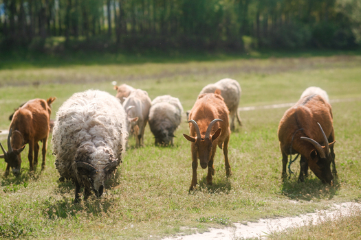 View of a flock of sheep and goats grazing on a lush green meadow under bright daylight in Futog Vojvodina Serbia. View of a flock of sheep and goats grazing on a lush green meadow under bright daylight in Futog Vojvodina Serbia.
