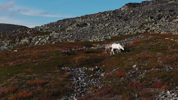 Aerial view of reindeer in Ounastunturi Finland. Aerial view of reindeer in Ounastunturi Finland.