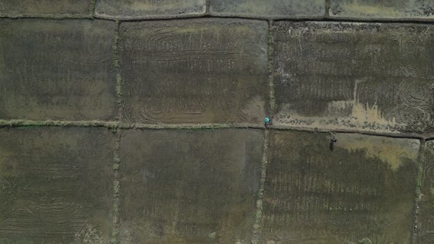 Aerial view of rice paddies in Sigiriya Sri Lanka.