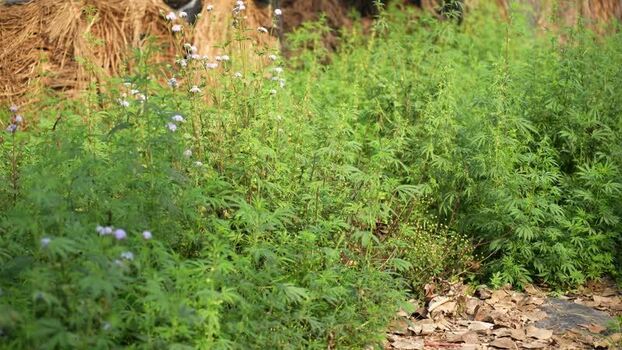 View of wild cannabis plants in a rural field Nepal.