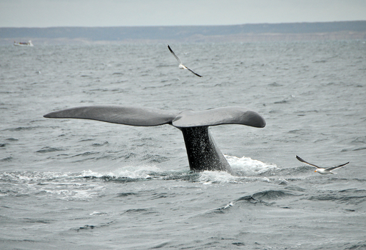 View of a southern right whale fluke emerging from the ocean surface with seagulls flying nearby at Puerto Piramides Puerto Madryn Chubut Argentina. View of a southern right whale fluke emerging from the ocean surface with seagulls flying nearby at Puerto Piramides Puerto Madryn Chubut Argentina.
