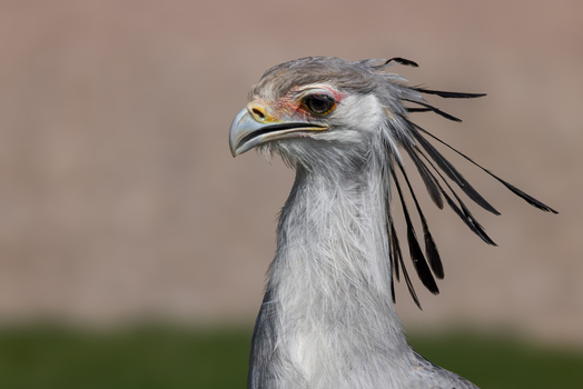 View of a secretarybird with its distinctive black crest feathers and sharp beak against a soft blurred background Selestat Grand Est France.