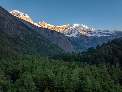 Aerial view of snow capped Himalayan peaks illuminated by golden hour light rising above a dense evergreen pine forest in the mountains of Nepal.