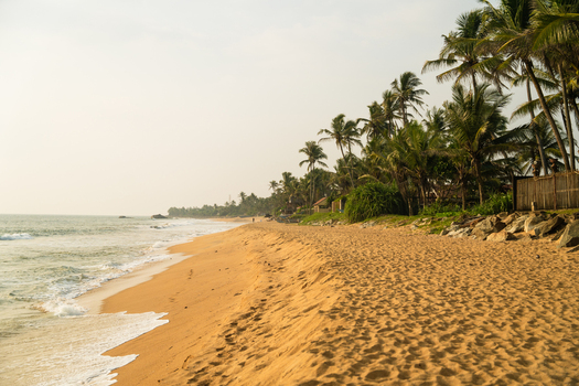 View of a sandy beach lined with tall palm trees and gentle waves washing ashore under a clear sky in Galle Southern Province Sri Lanka.