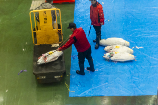 Koto City Japan 25 January 2026 View of workers handling large frozen tuna at the Block 6 Fisheries Intermediate Wholesale Market Building with blue tarps and a yellow transport cart. Koto City Japan 25 January 2026 View of workers handling large frozen tuna at the Block 6 Fisheries Intermediate Wholesale Market Building with blue tarps and a yellow transport cart.