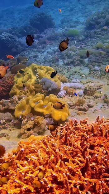 View of tropical coral reef with colorful fish in Bali Indonesia. View of tropical coral reef with colorful fish in Bali Indonesia.