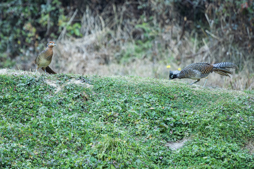 View of two pheasants one standing alert and the other foraging on a verdant grassy slope against a backdrop of muted foliage Yunnan China.
