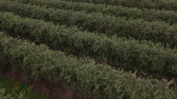 Aerial view of rows of green olive trees in a plantation Portugal. Aerial view of rows of green olive trees in a plantation Portugal.