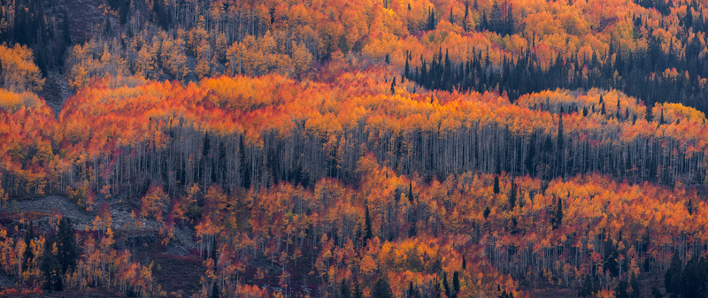 View of the vibrant autumn foliage in Wasatch Mountain State Park featuring a dense forest of golden aspen trees and dark evergreens on a mountainside in Midway Utah United States.