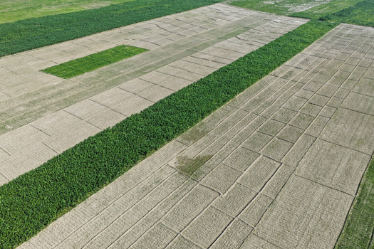 Aerial view of agricultural fields with a patchwork of green crops and harvested land in Joypurhat Rajshahi Division Bangladesh. Aerial view of agricultural fields with a patchwork of green crops and harvested land in Joypurhat Rajshahi Division Bangladesh.