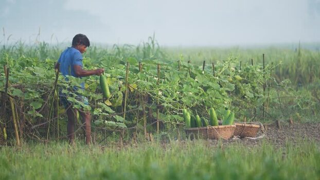 View of a farmer harvesting bottle gourds in a misty field Bangladesh.
