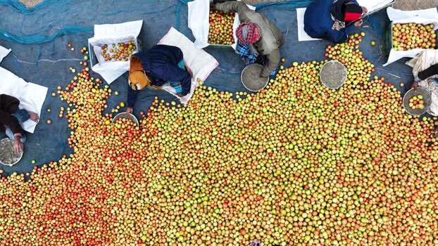 Aerial view of workers sorting tomatoes on a blue tarp Bangladesh.