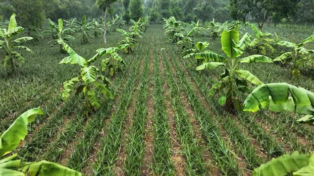 Aerial view of pineapple and banana plantation Bangladesh. Aerial view of pineapple and banana plantation Bangladesh.