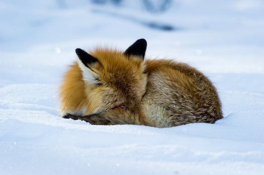 View of a red fox curled up sleeping in the snow in Yellowstone National Park United States.