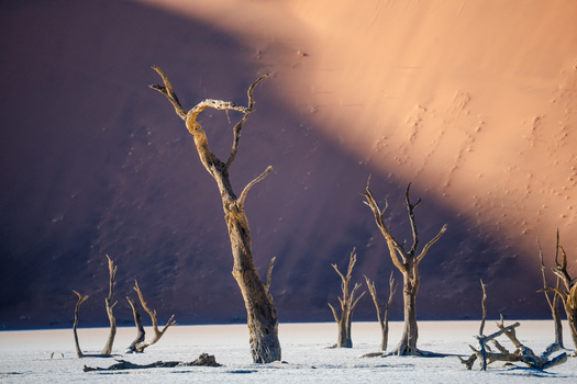 View of sun baked skeletons of ancient trees clawing at the sky against the backdrop of towering dunes in the desert Sossusvlei Namibia. View of sun baked skeletons of ancient trees clawing at the sky against the backdrop of towering dunes in the desert Sossusvlei Namibia.