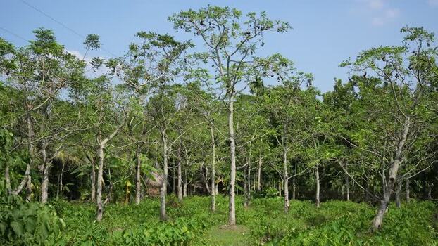 View of a lush tree plantation in Jhalakathi Bangladesh. View of a lush tree plantation in Jhalakathi Bangladesh.