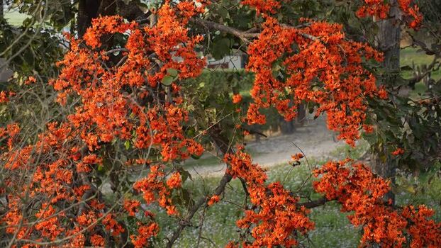 View of vibrant orange Butea monosperma flowers in bloom Nepal.