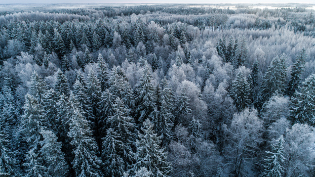 Aerial view of a dense forest covered in snow during winter in Latvia. Aerial view of a dense forest covered in snow during winter in Latvia.