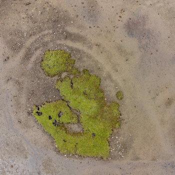 Aerial view of a vibrant green patch nestled in the sandy earth a stark contrast of life against the muted tones of the Isle of Mull Salens ships United Kingdom. Aerial view of a vibrant green patch nestled in the sandy earth a stark contrast of life against the muted tones of the Isle of Mull Salens ships United Kingdom.