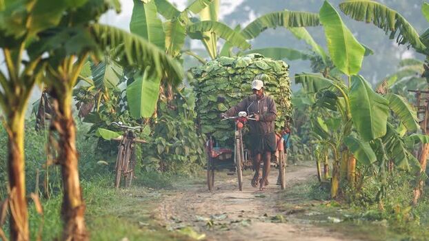 View of a man transporting leaves through a plantation Bangladesh. View of a man transporting leaves through a plantation Bangladesh.