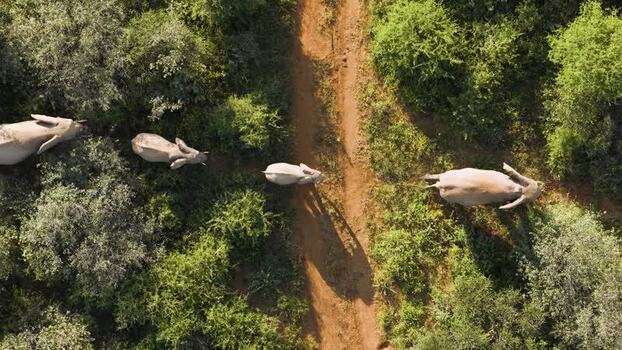 Aerial view of elephants in the bushveld South Africa.