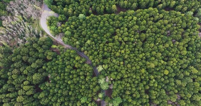 Aerial view of a winding road through the dense forest in Vallombrosa Italy. Aerial view of a winding road through the dense forest in Vallombrosa Italy.