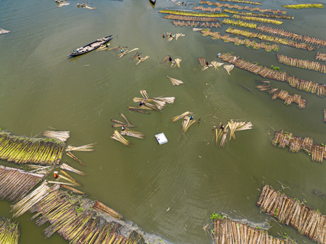 Natore Rajshahi Division Bangladesh 25 July 2026 Aerial view of workers processing jute stalks in the water with small boats and bundles of fiber submerged in the river.