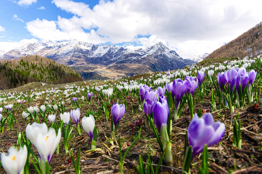 View of purple and white crocus flowers blooming in a mountain meadow with snow capped peaks under a blue sky in the Alps near Madesimo Lombardy Italy. View of purple and white crocus flowers blooming in a mountain meadow with snow capped peaks under a blue sky in the Alps near Madesimo Lombardy Italy.