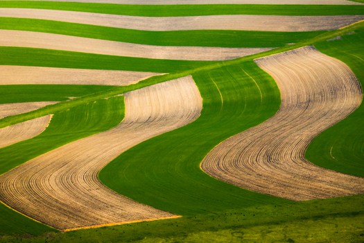 Aerial view of undulating agricultural fields with alternating green crops and tilled brown soil creating a rhythmic wave like pattern in Brno South Moravian Region Czechia.