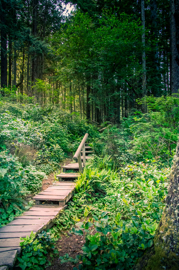 View of a wooden staircase winding through the temperate rainforest of Olympic National Park in Port Angeles Washington United States.