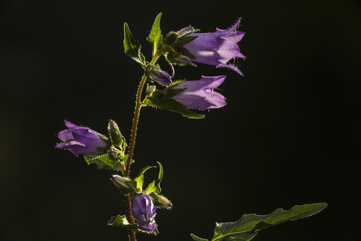 View of a purple Nettle leaved Bellflower with delicate petals and green leaves illuminated against a dark background in the United Kingdom. View of a purple Nettle leaved Bellflower with delicate petals and green leaves illuminated against a dark background in the United Kingdom.