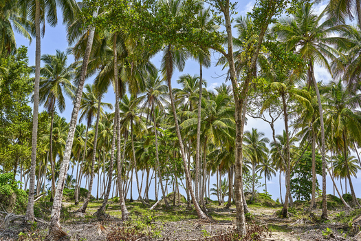 View of a dense grove of tall palm trees with lush green fronds under a bright blue sky in Santo Domingo Distrito Nacional Dominican Republic. View of a dense grove of tall palm trees with lush green fronds under a bright blue sky in Santo Domingo Distrito Nacional Dominican Republic.